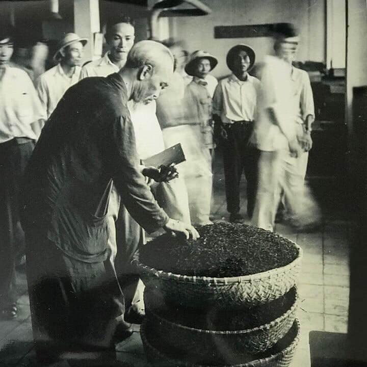 Bác Hồ thăm nhà máy chè Phú Thọ, ngày 20/07/1958